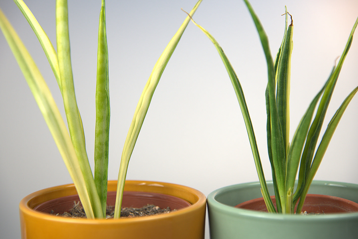 Sansevieria Parva Lancet Yellow