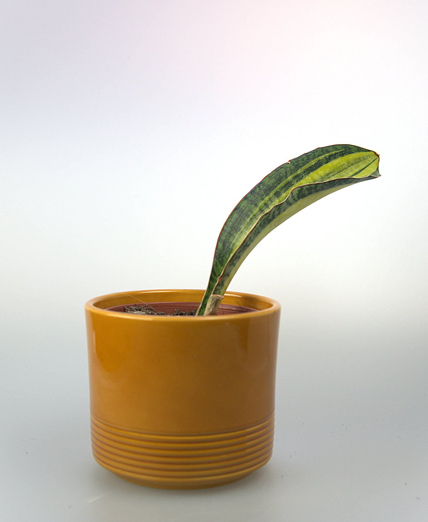 Sansevieria Phupamon Delight
