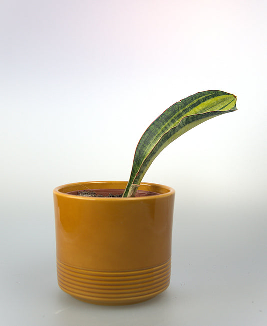 Sansevieria Phupamon Delight