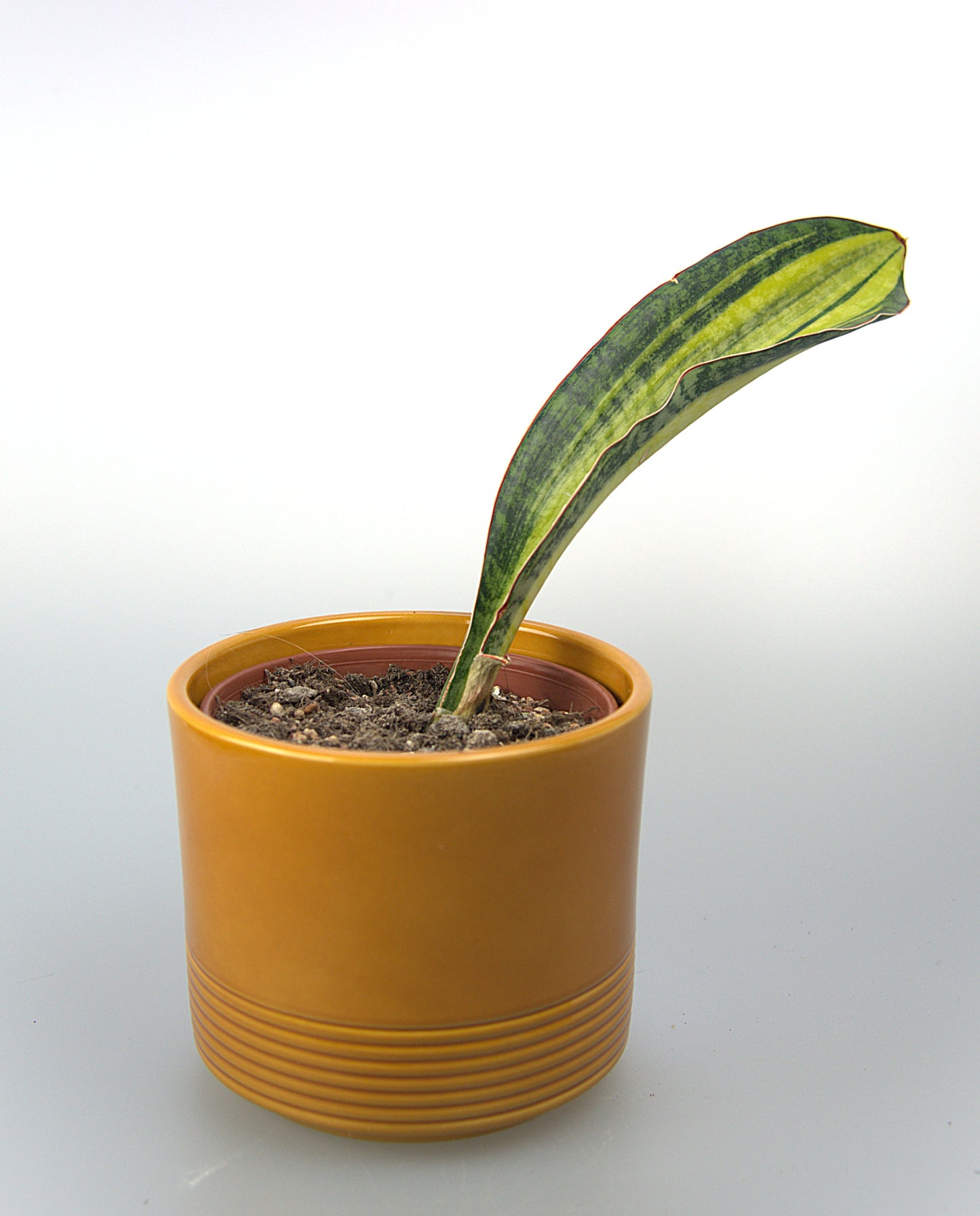 Sansevieria Phupamon Delight