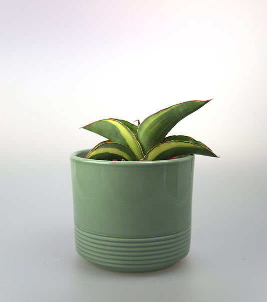 Sansevieria Robusta Variegated