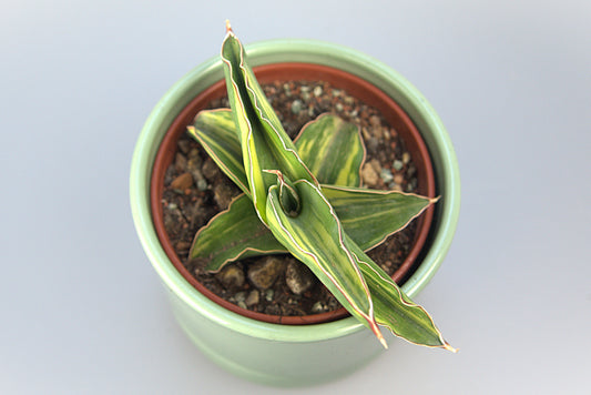 Sansevieria Robusta Variegated