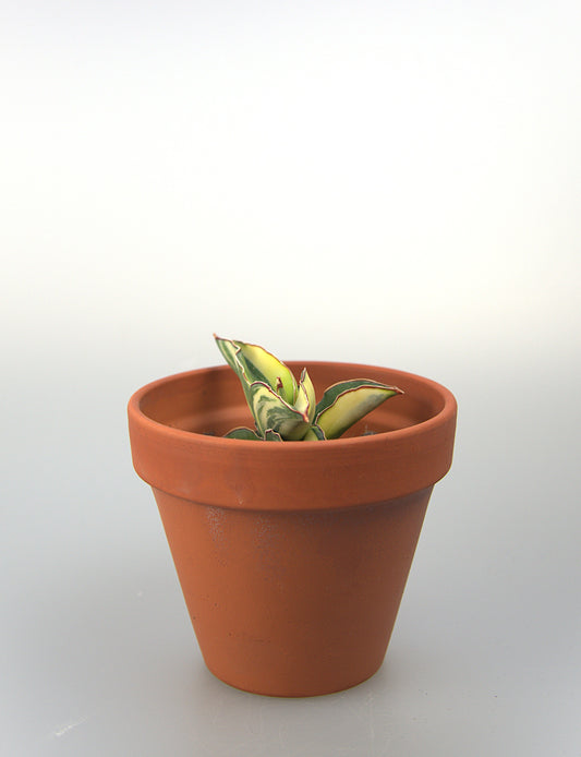 Sansevieria Robusta White Variegated