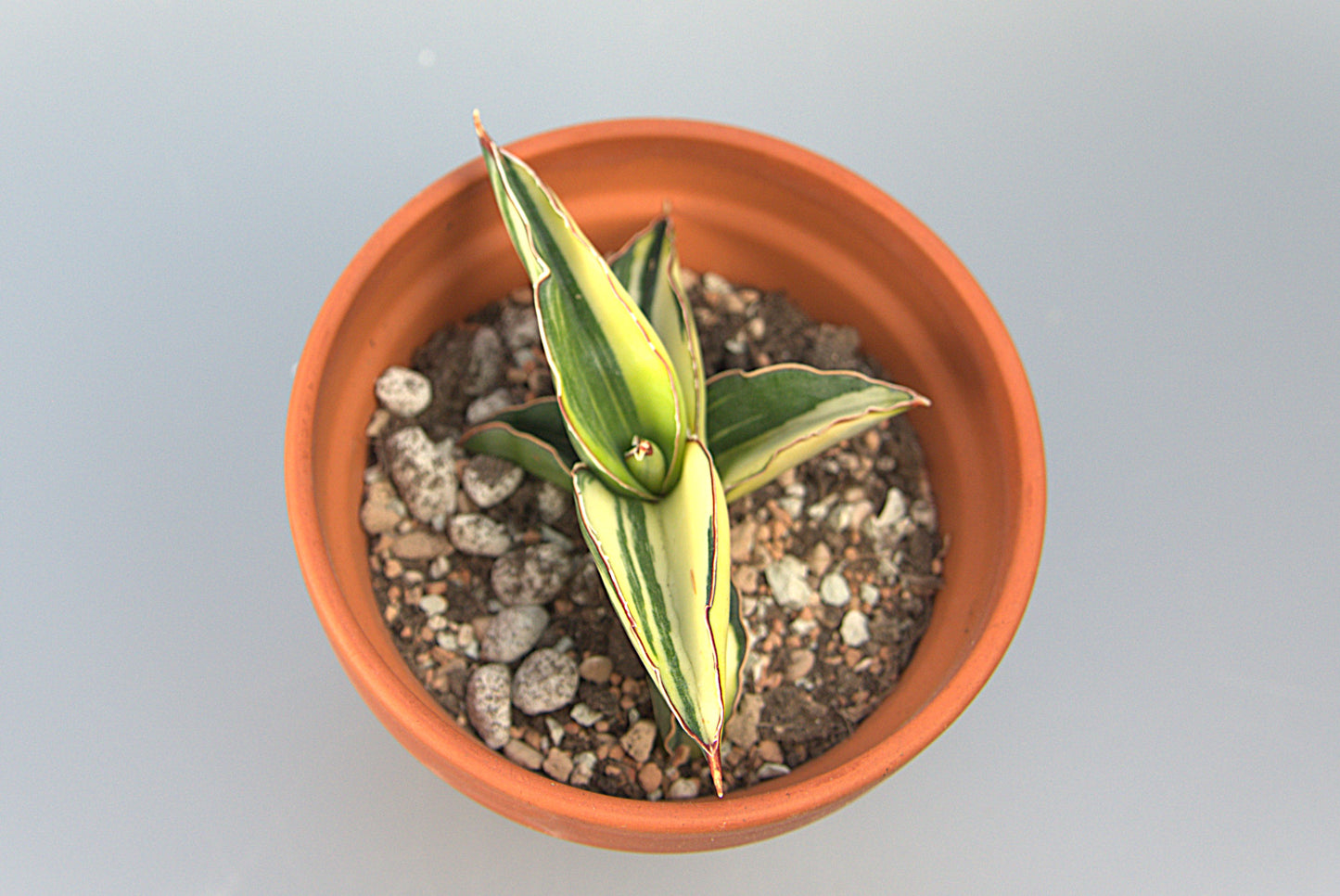 Sansevieria Robusta White Variegated