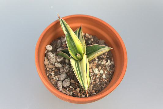 Sansevieria Robusta White Variegated