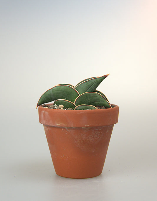 Sansevieria Rorida Green