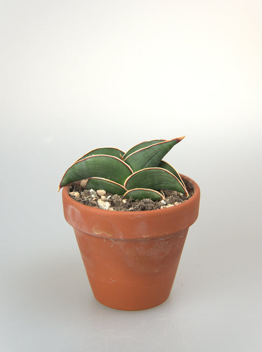 Sansevieria Rorida Green