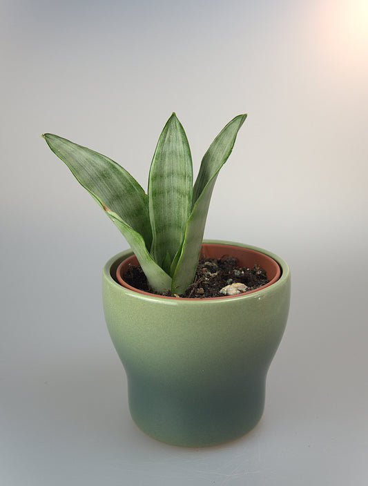 Sansevieria Silver Angel