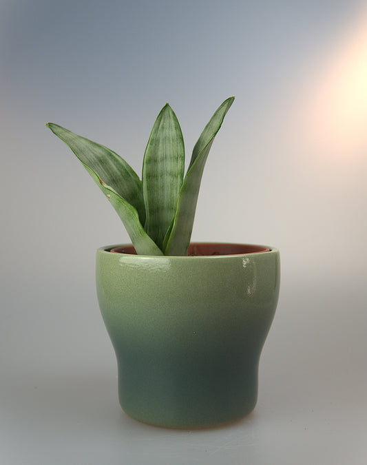 Sansevieria Silver Angel