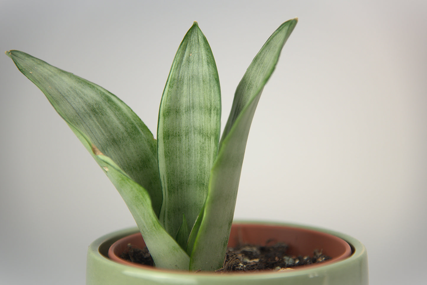 Sansevieria Silver Angel