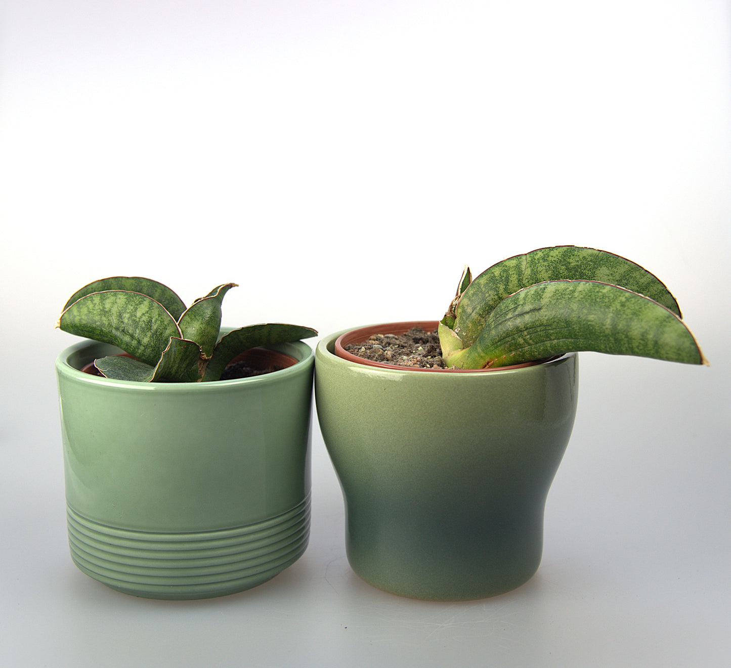 Sansevieria Sinus Zimbabwe