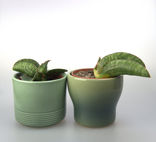 Sansevieria Sinus Zimbabwe