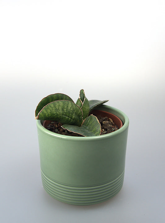 Sansevieria Sinus Zimbabwe