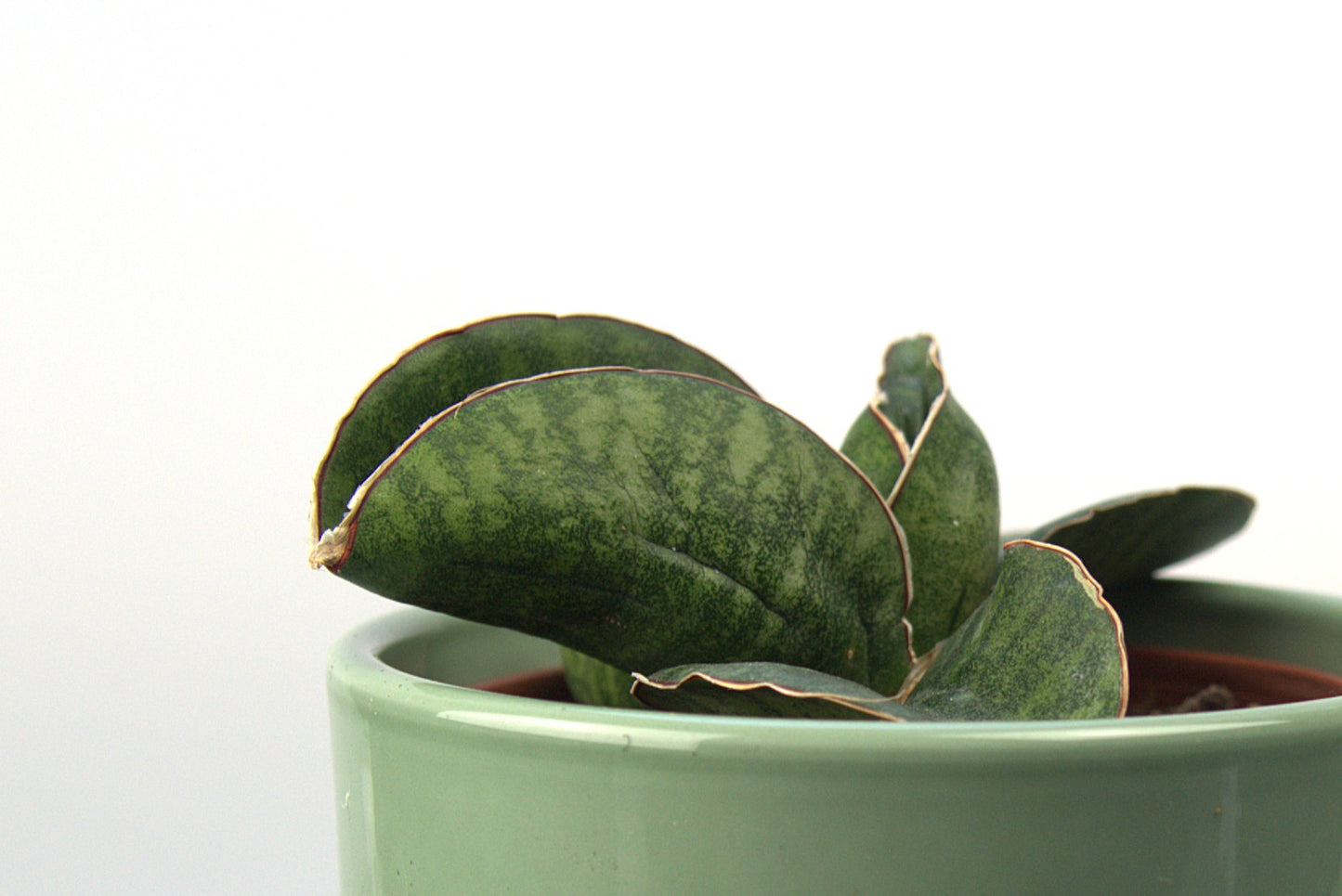 Sansevieria Sinus Zimbabwe