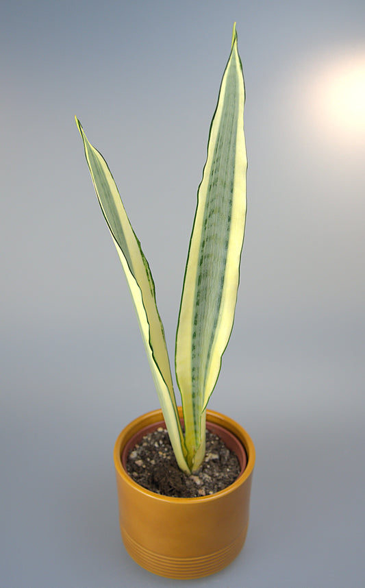 Sansevieria Trifasciata Craigii