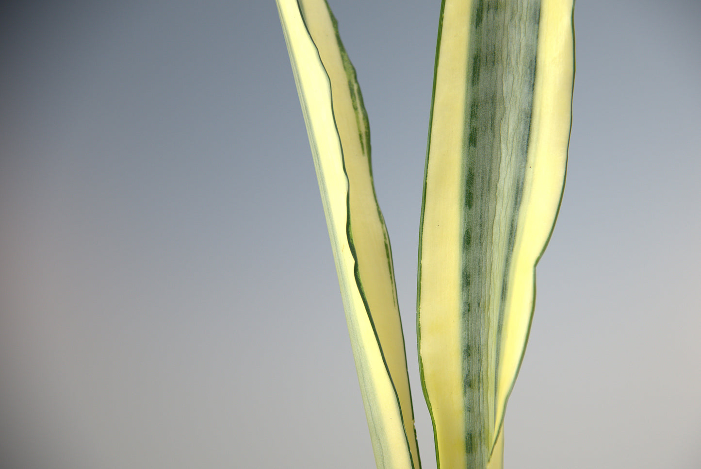 Sansevieria Trifasciata Craigii