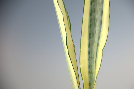 Sansevieria Trifasciata Craigii