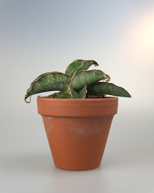 Sansevieria Water Mark