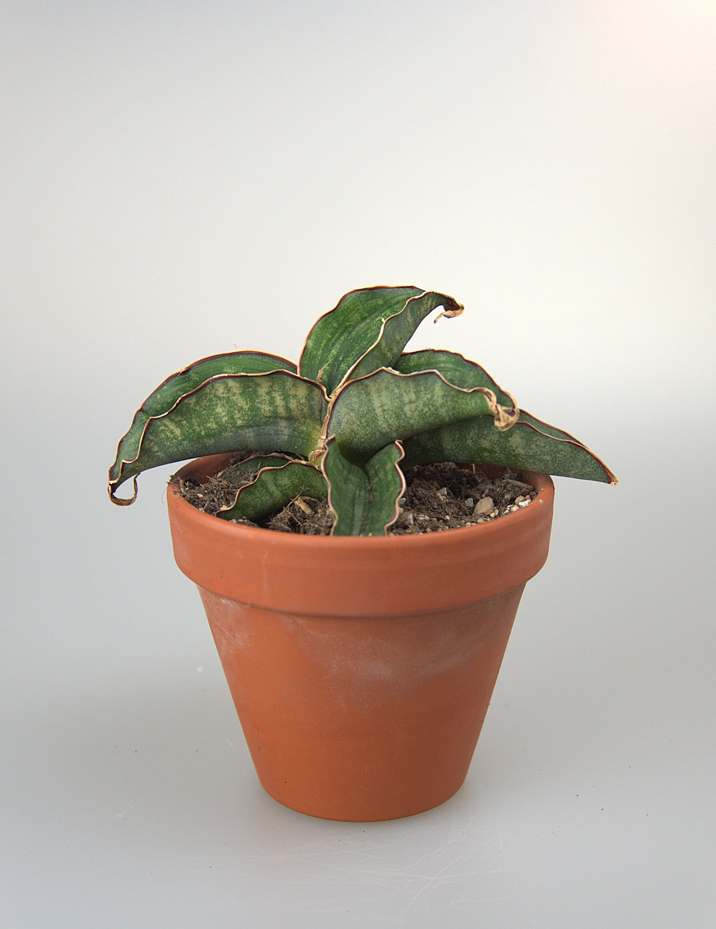 Sansevieria Water Mark