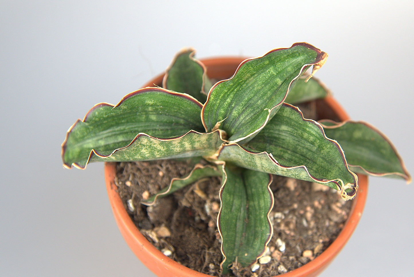 Sansevieria Water Mark