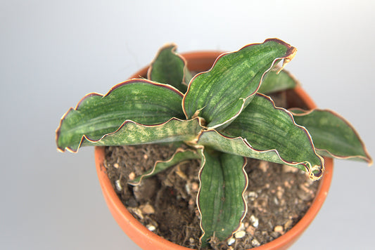 Sansevieria Water Mark
