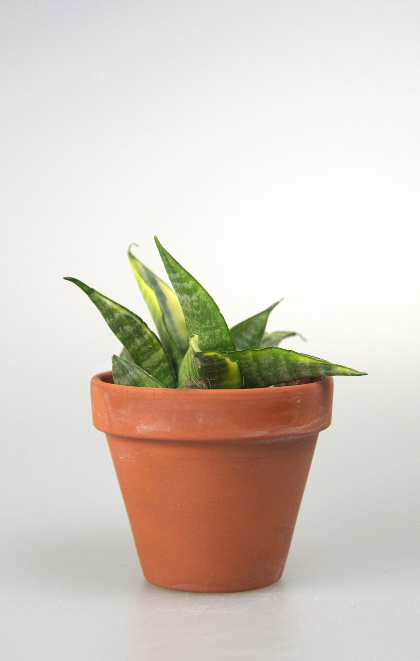 Sansevieria Cordova White Variegated