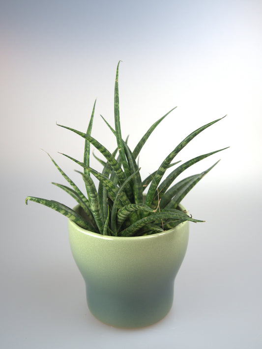 Sansevieria Fernwood Punk