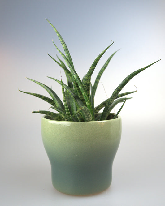 Sansevieria Fernwood Punk