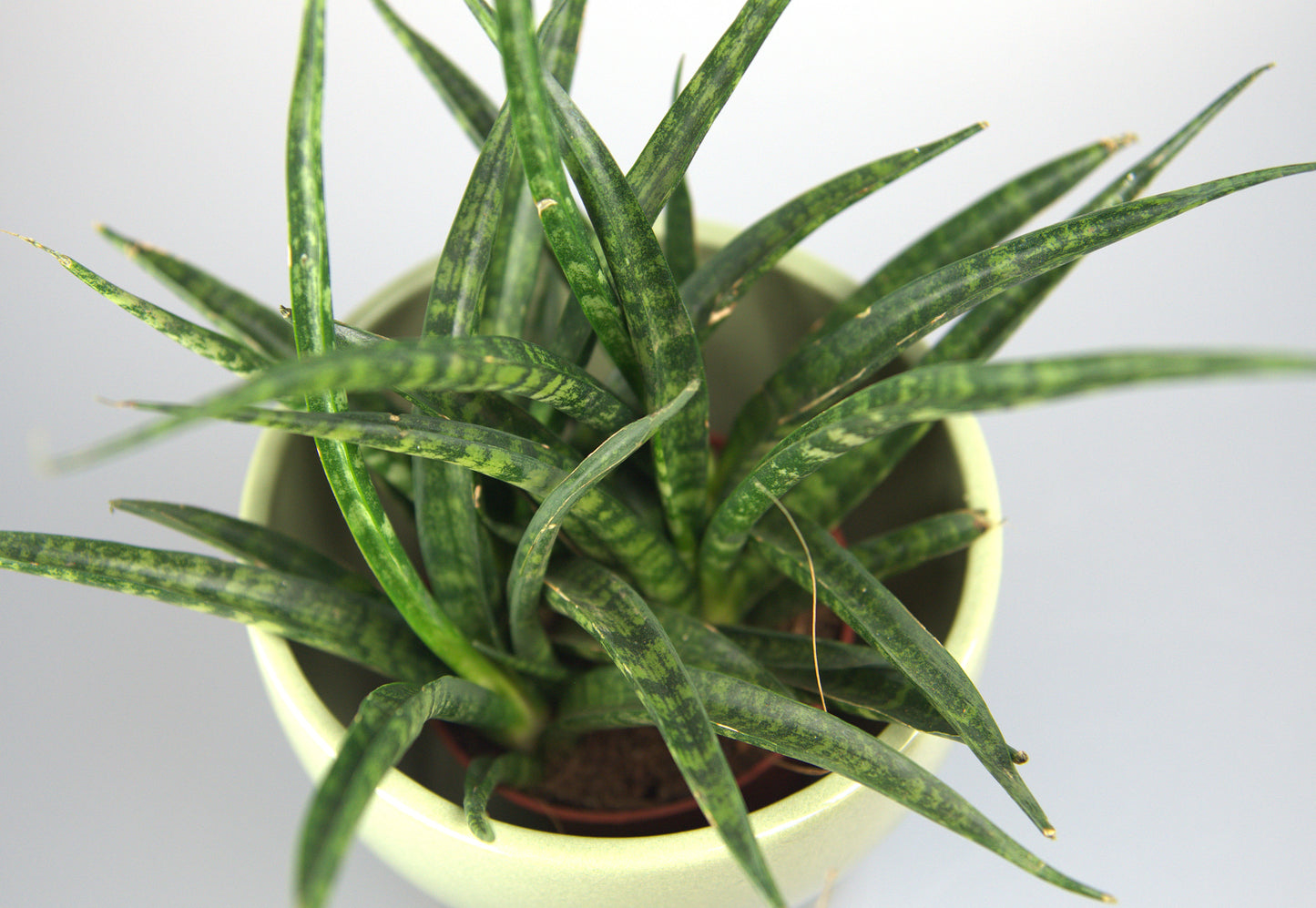 Sansevieria Fernwood Punk