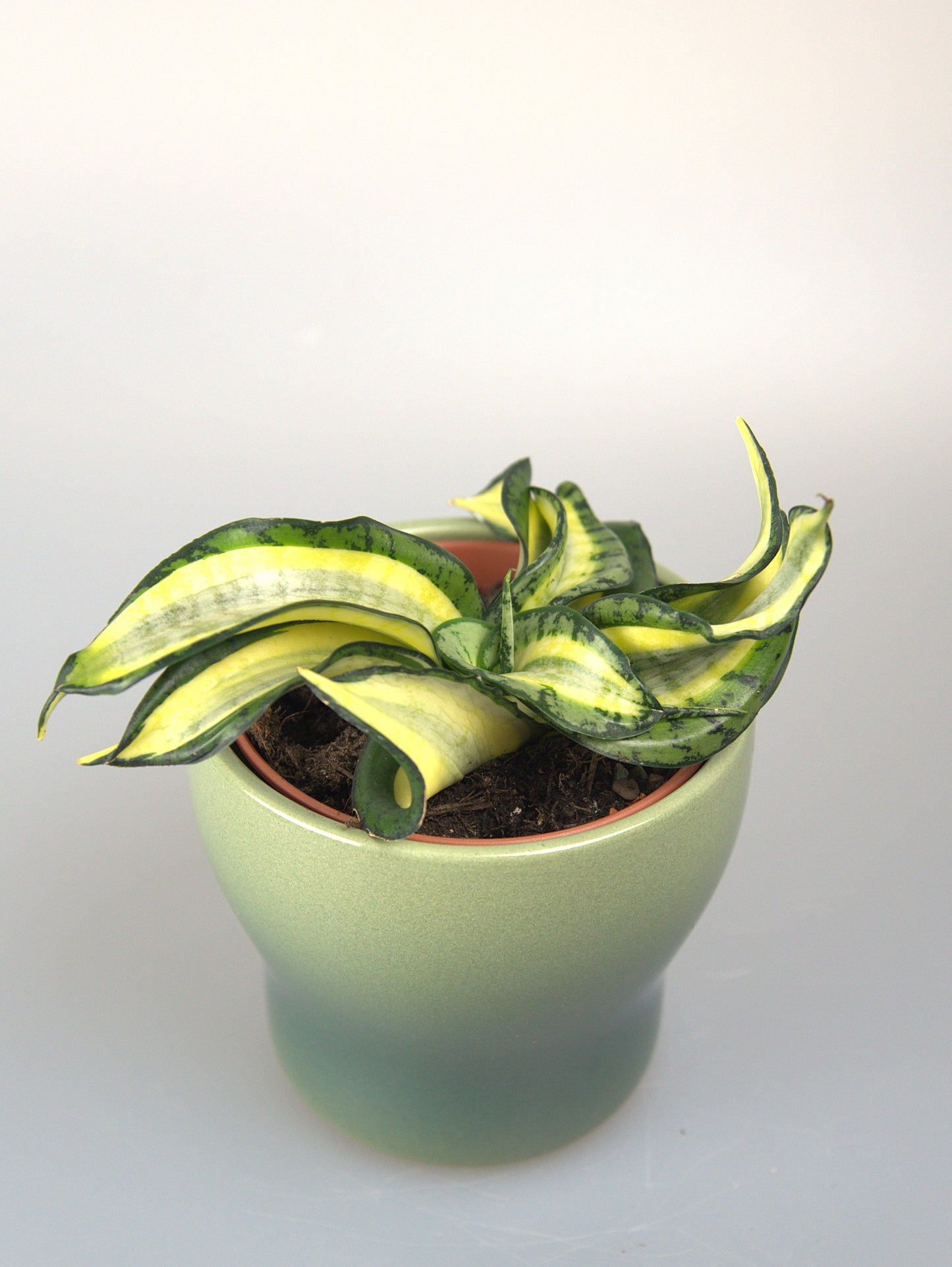 Sansevieria Golden Wendy