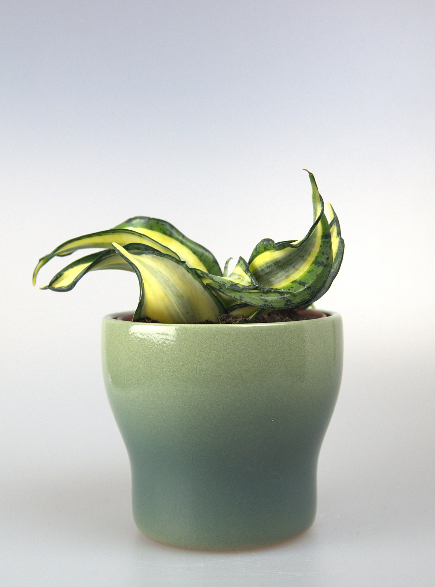 Sansevieria Golden Wendy