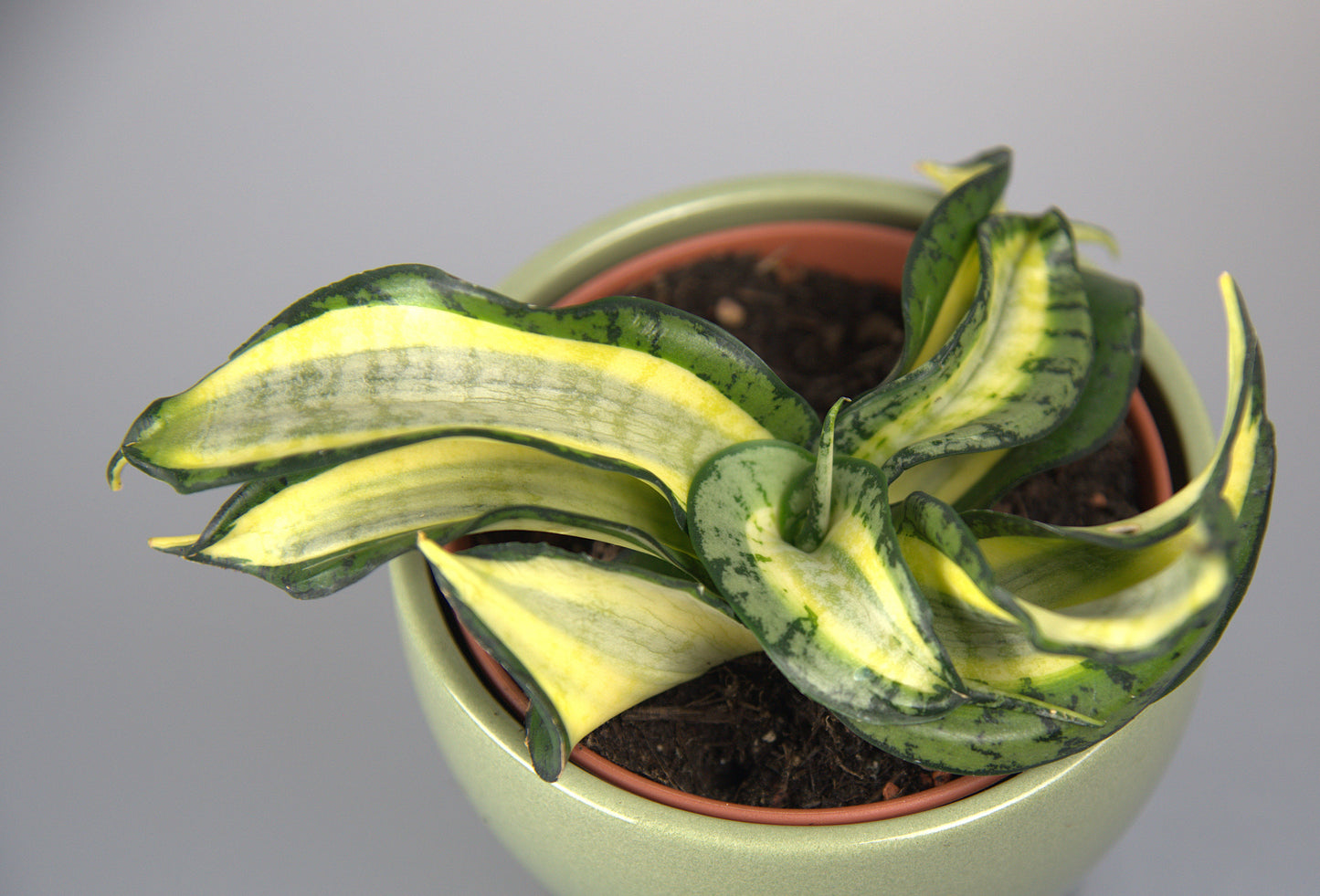 Sansevieria Golden Wendy
