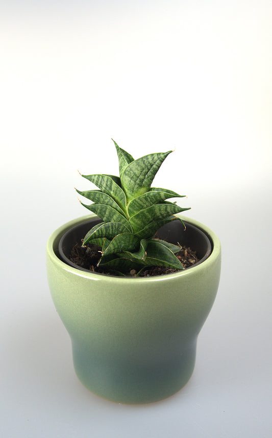 Sansevieria Hybrid Sindoro