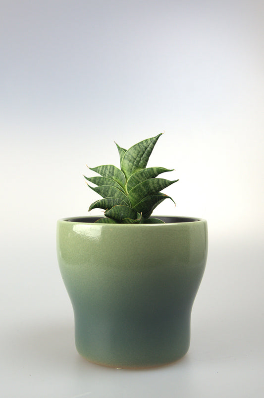 Sansevieria Hybrid Sindoro