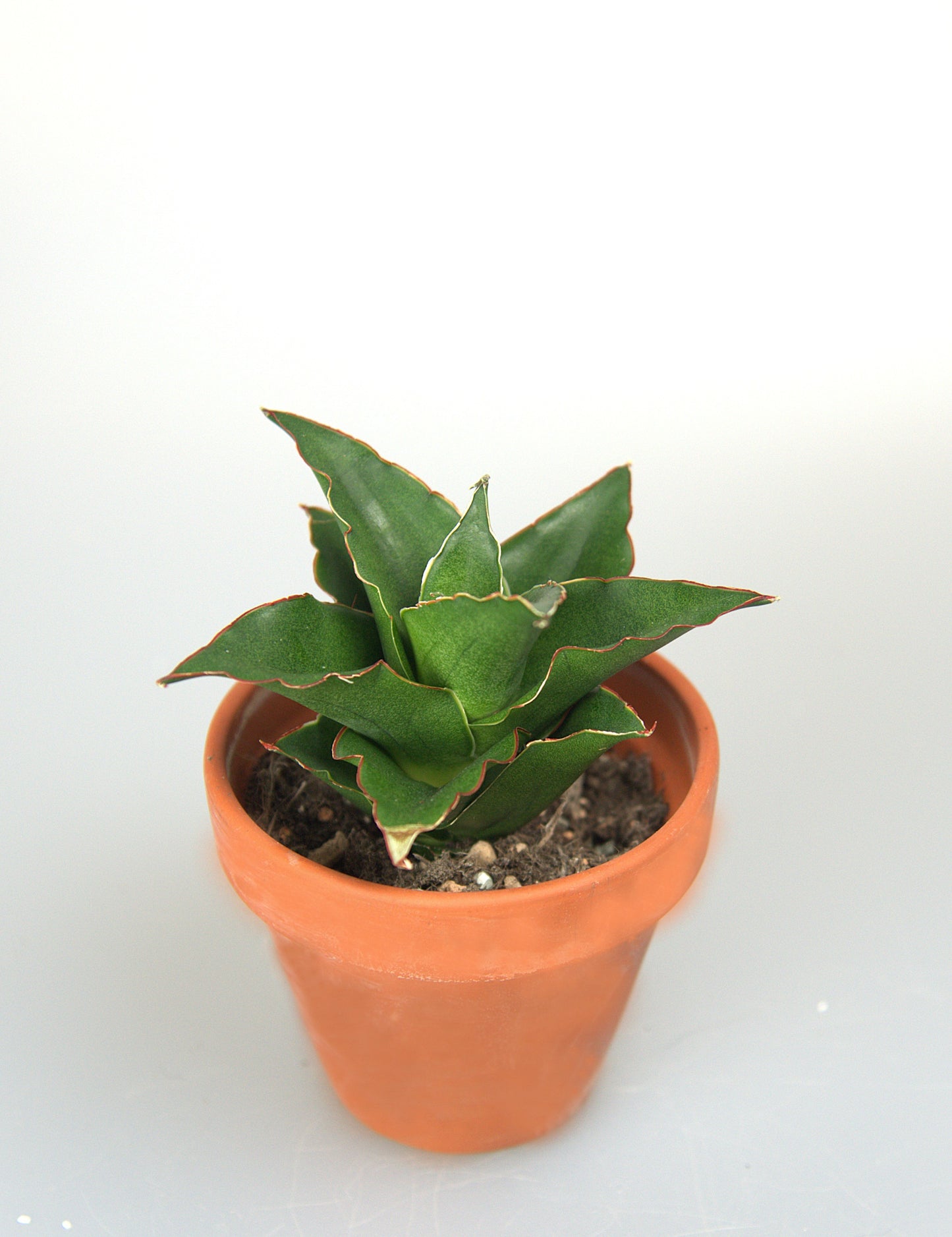 Sansevieria Hybrid Teacher