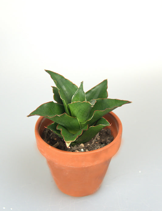 Sansevieria Hybrid Teacher