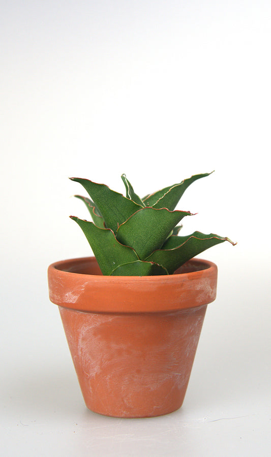 Sansevieria Hybrid Teacher