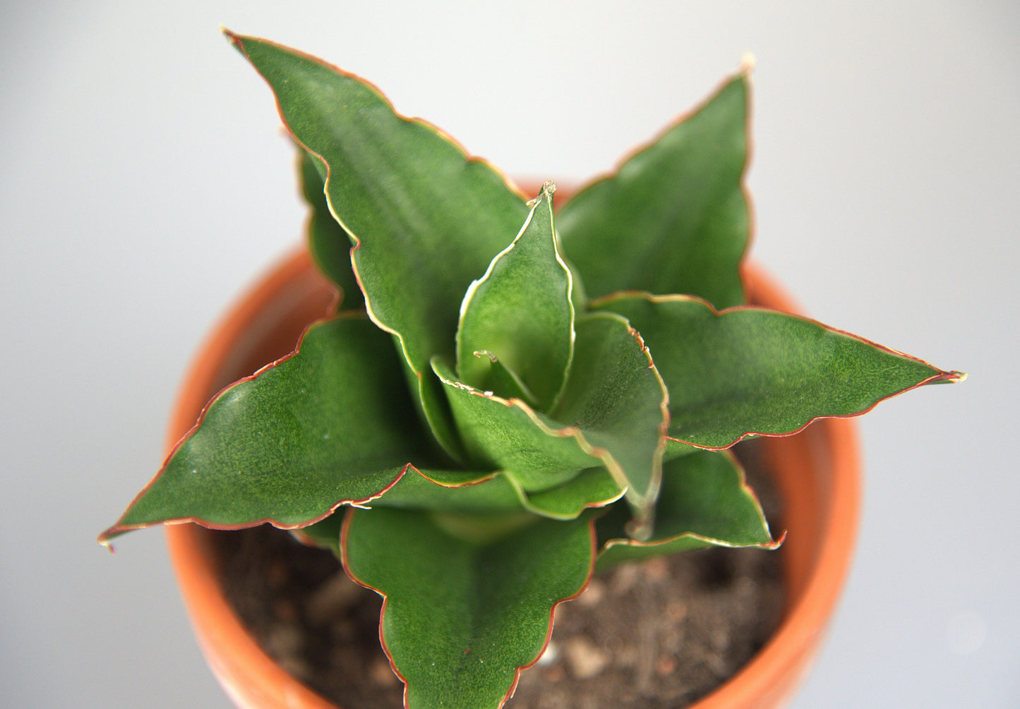 Sansevieria Hybrid Teacher