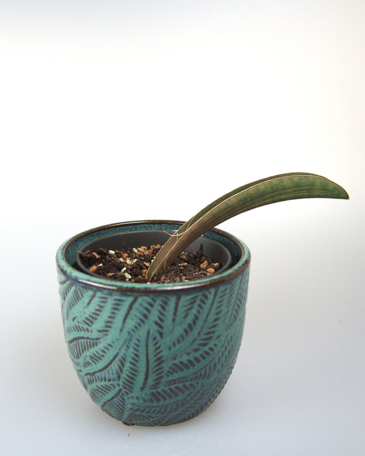 Sansevieria Pink Bat