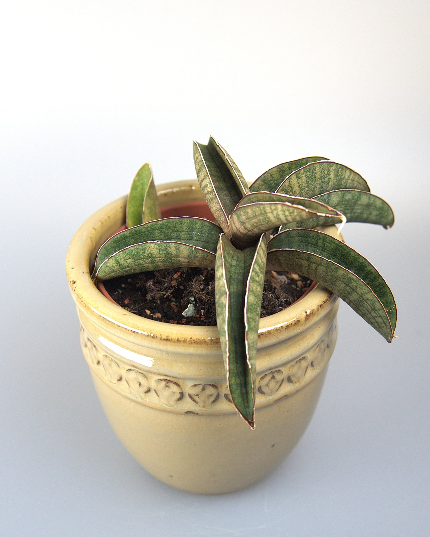 Sansevieria Pink Bat Roset