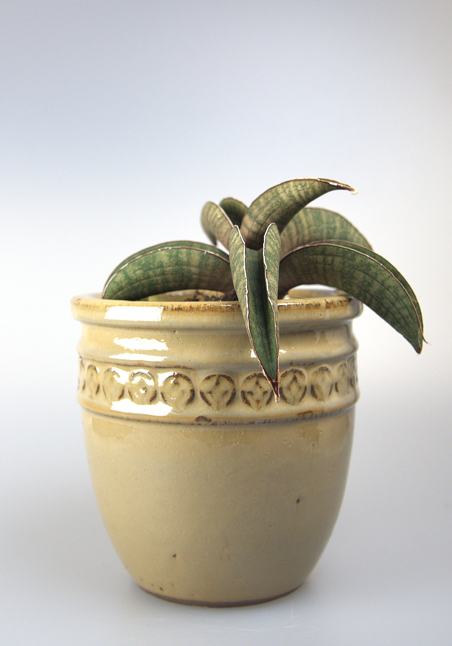 Sansevieria Pink Bat Roset