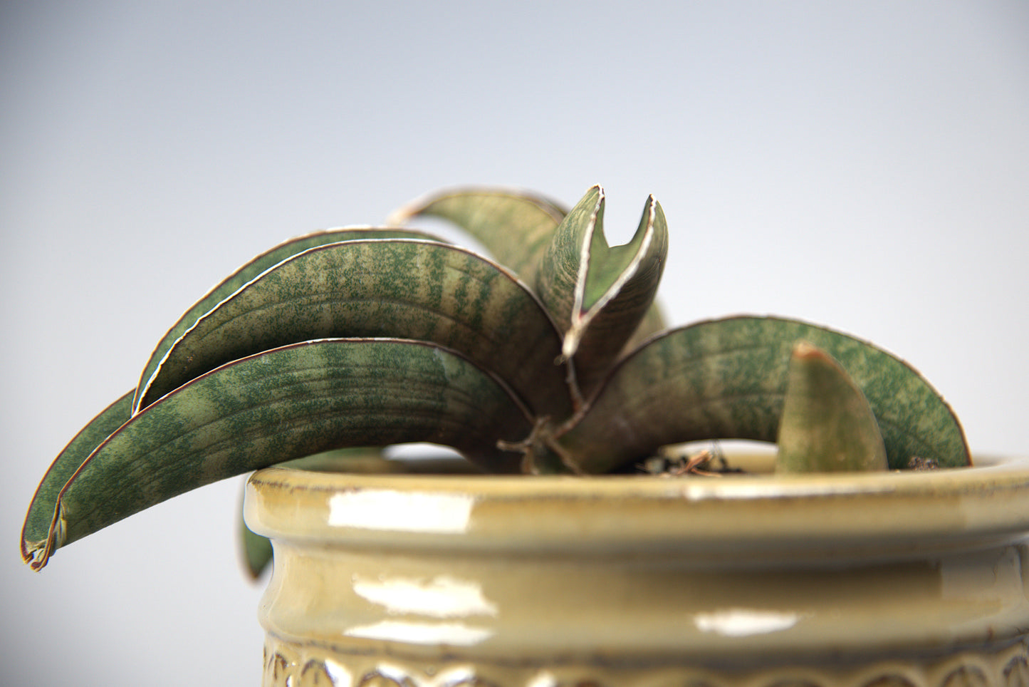 Sansevieria Pink Bat Roset