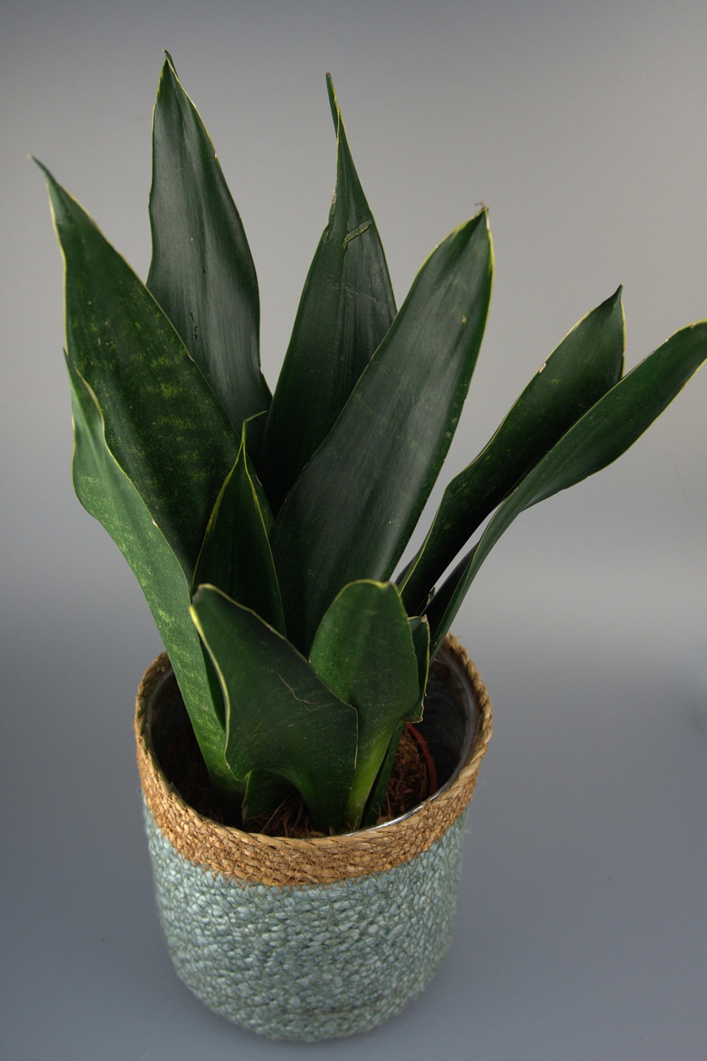 Sansevieria Trifasciata Black Diamond
