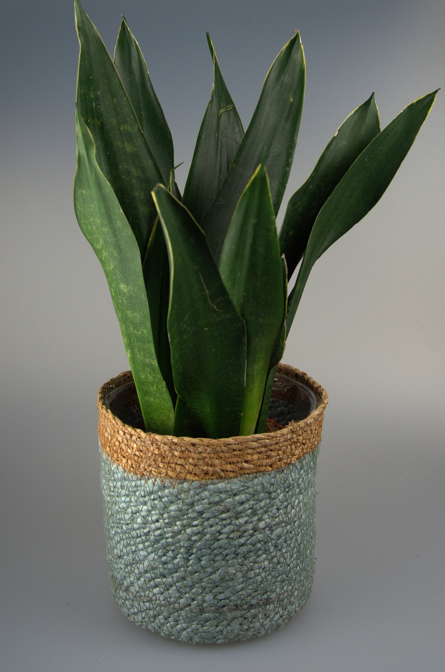 Sansevieria Trifasciata Black Diamond