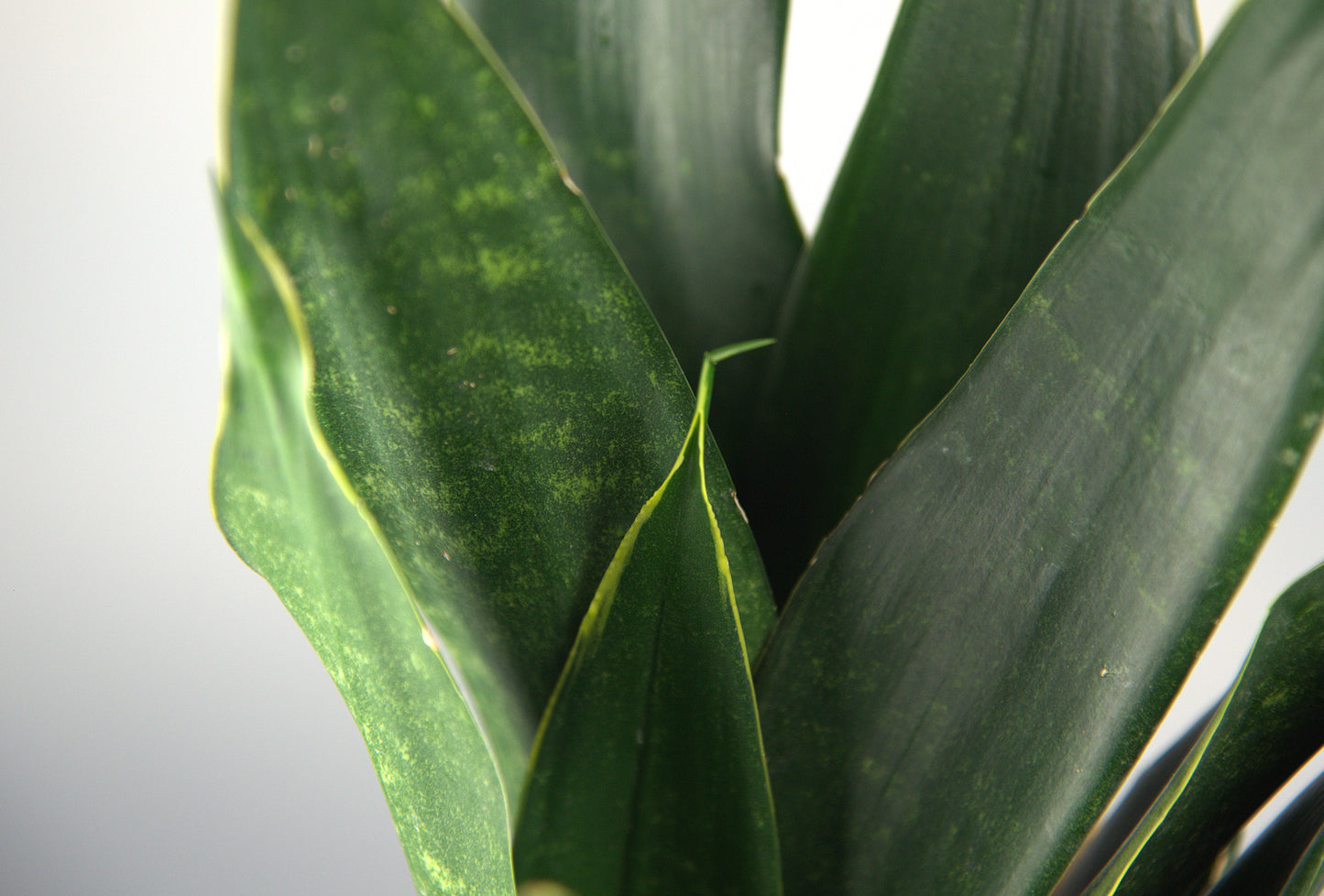 Sansevieria Trifasciata Black Diamond