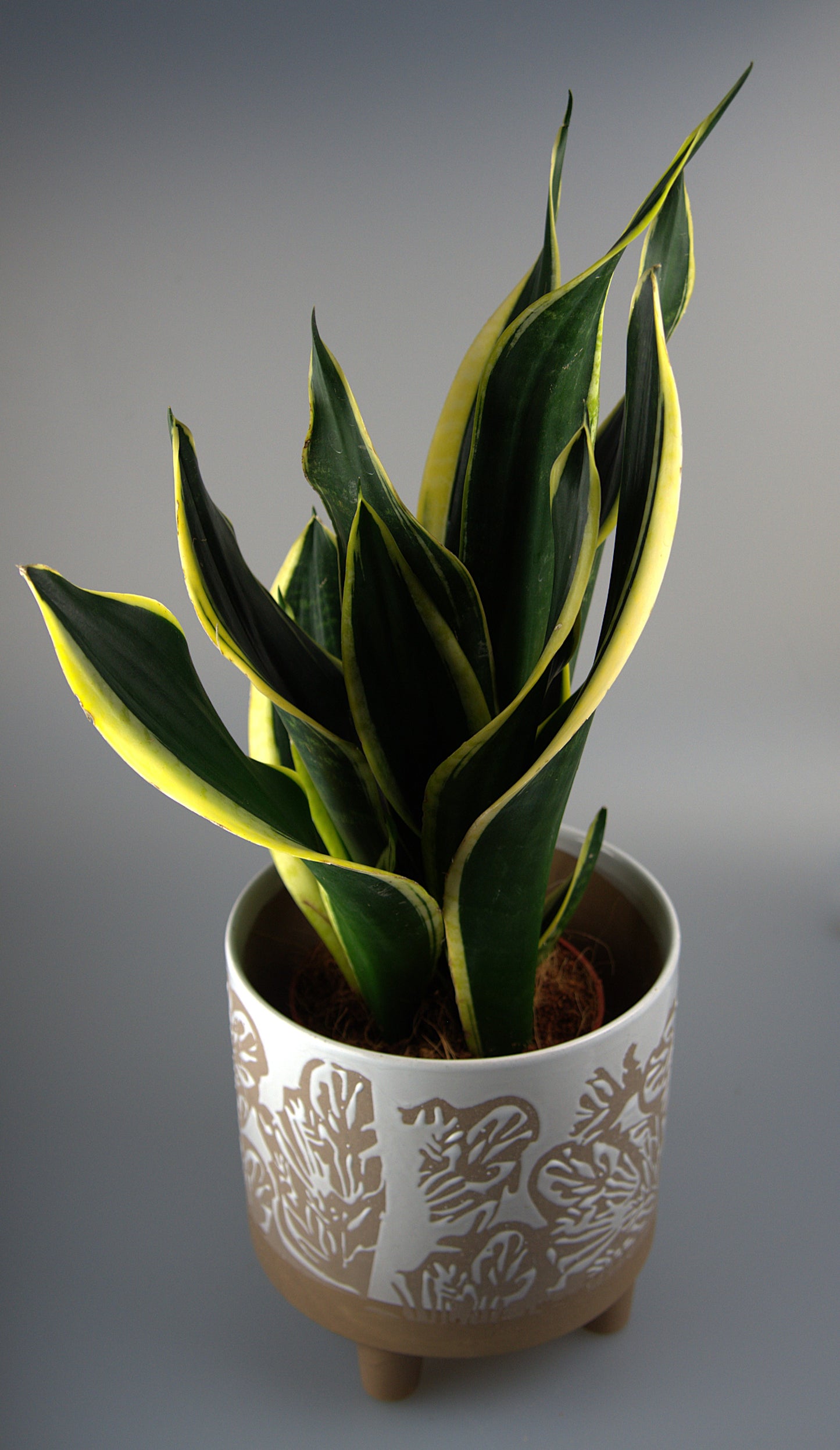 Sansevieria Trifasciata Black Gold