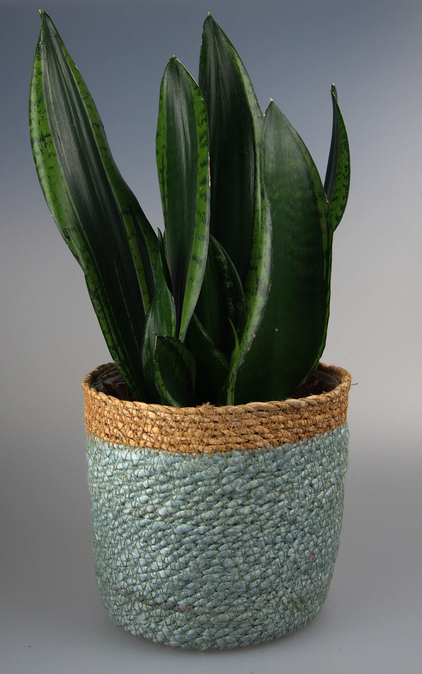 Sansevieria Trifasciata Black Tiger