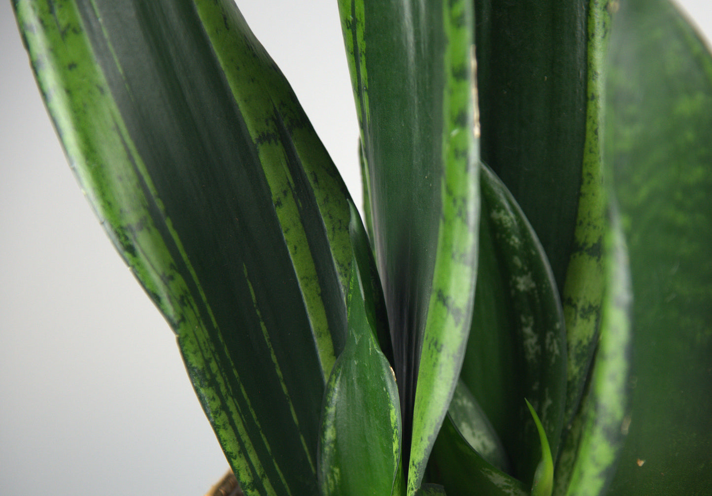 Sansevieria Trifasciata Black Tiger