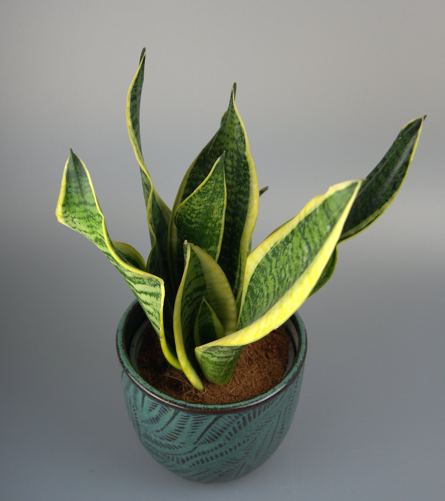 Sansevieria Futura Superba