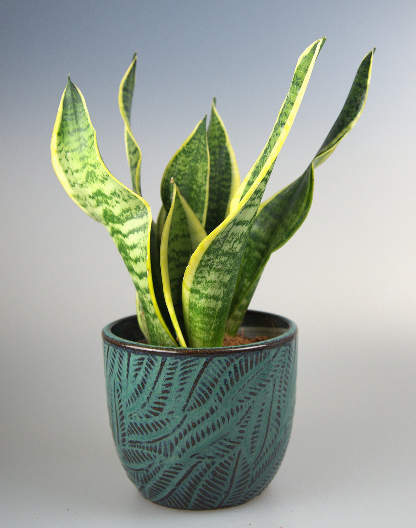 Sansevieria Futura Superba
